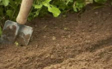 خاک مناسب گیاهان گلدانی